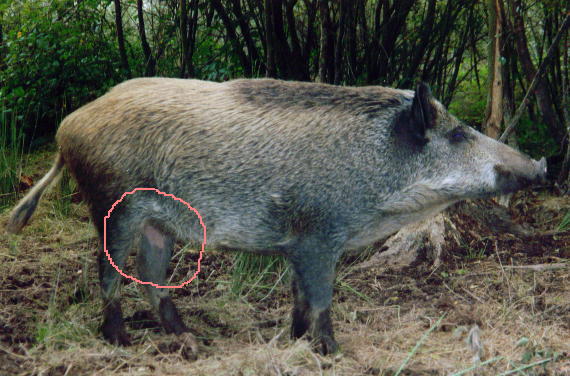 Sow with pink patch