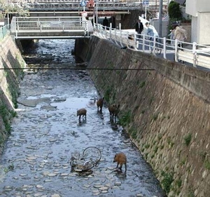  Wild boar in the canal